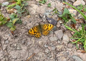 Nahaufnahme eines Mauerfuchs-Schmetterlings mit geöffneten Flügeln auf einem steinigen Boden mit vereinzeltem Grünbewuchs